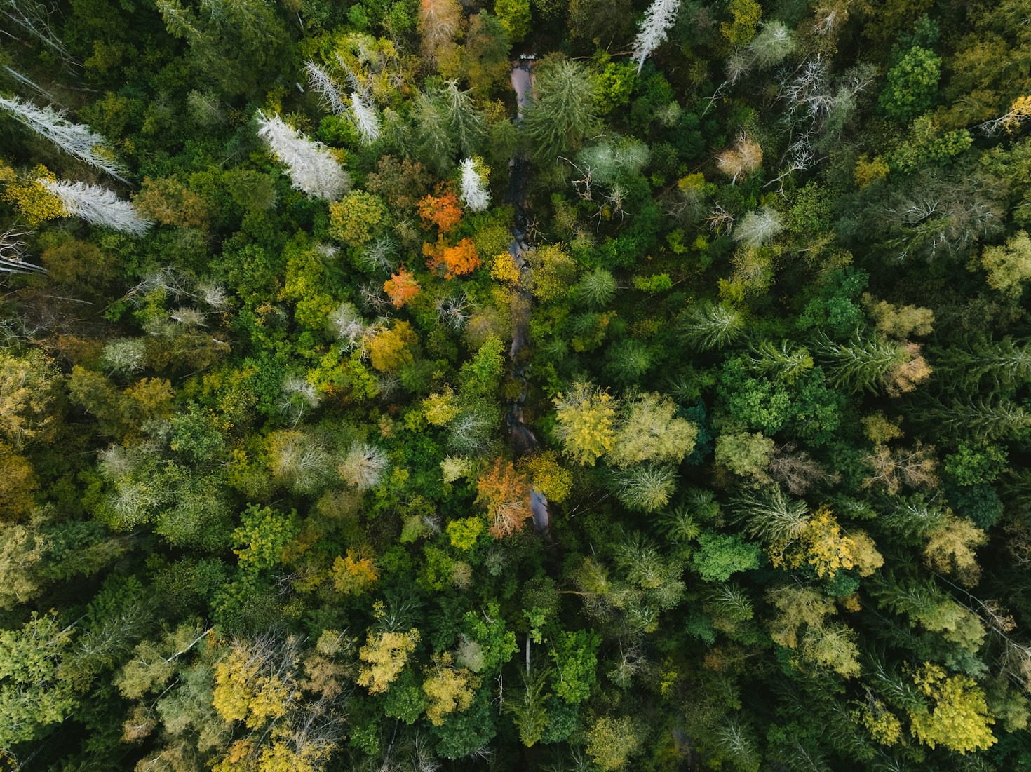 Warum Natur uns zum Nachdenken bringt